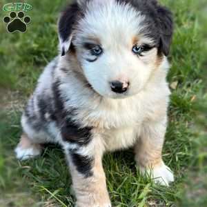 Vice, Miniature Australian Shepherd Puppy
